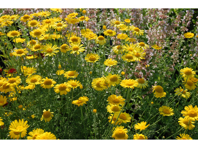 Anthemis tinctoria