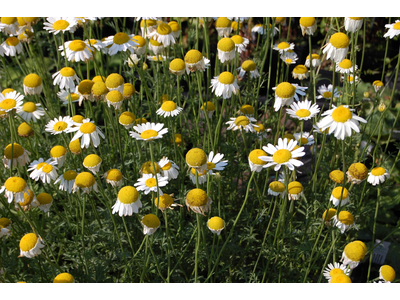 Anthemis tinctoria