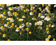 Anthemis tinctoria Alba