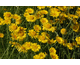 Anthemis tinctoria Kelwayi