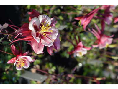 Aquilegia caerulea