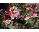 Aquilegia caerulea Georgia (Swan Red-White)