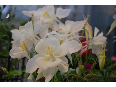 Aquilegia caerulea