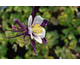 Aquilegia caerulea Colorado (Swan Violet-White)