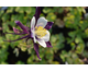 Aquilegia caerulea