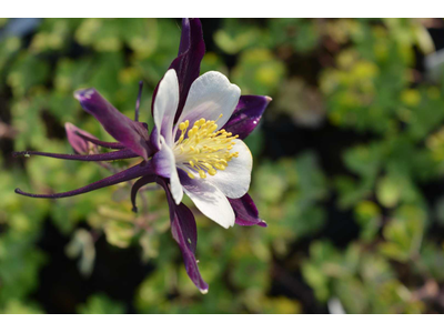 Aquilegia caerulea