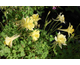 Aquilegia caerulea Florida (Swan Yellow)