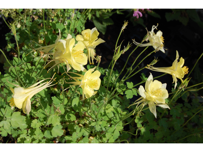 Aquilegia caerulea