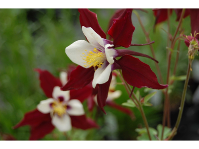 Aquilegia caerulea