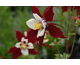 Aquilegia caerulea Louisiana (Swan Burgundy-White)