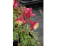 Aquilegia caerulea Montana (Swan Pink/Rose-White)