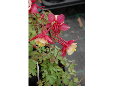 Aquilegia caerulea