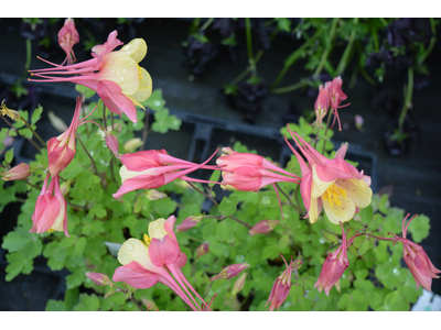 Aquilegia caerulea