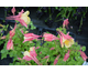 Aquilegia caerulea Oregon (Swan Pink-Yellow)