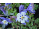 Aquilegia caerulea