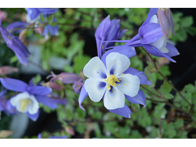 Aquilegia caerulea