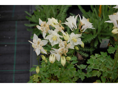 Aquilegia vulgaris