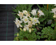 Aquilegia vulgaris Winky White & White
