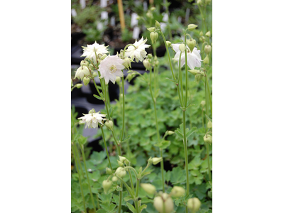Aquilegia vulgaris var. plena
