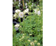 Aquilegia vulgaris var. plena Barlow Choice mix