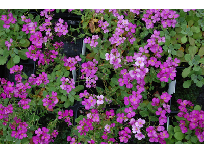 Arabis caucasica