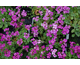 Arabis caucasica Compinkie