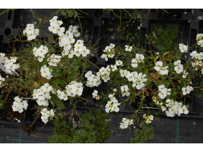 Arabis caucasica var. compacta