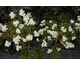 Arabis caucasica var. compacta Snowfix