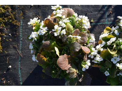 Arabis caucasica var. compacta