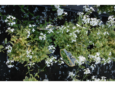 Arabis ferdinandi-coburgii