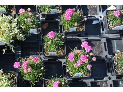 Armeria maritima