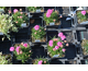 Armeria maritima Morning Star Deep Pink