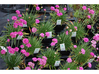 Armeria maritima