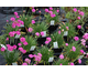 Armeria maritima