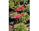 Armeria pseudarmeria Ballerina Lilac