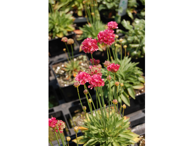 Armeria pseudarmeria