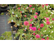 Armeria pseudarmeria Joystick Red