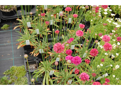 Armeria pseudarmeria