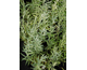 Artemisia ludoviciana 