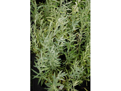 Artemisia ludoviciana