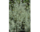 Artemisia abrotanum Little Mice