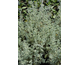 Artemisia abrotanum