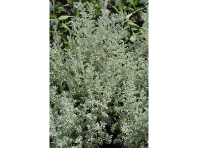 Artemisia abrotanum