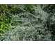 Artemisia absinthium