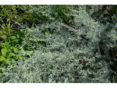 Artemisia absinthium