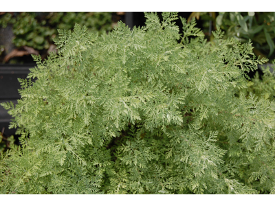Artemisia pontica