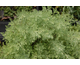 Artemisia pontica 