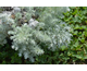 Artemisia schmidtiana Nana Attraction