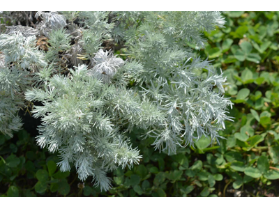 Artemisia schmidtiana