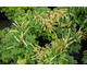 Aruncus Guinea Fowl ®